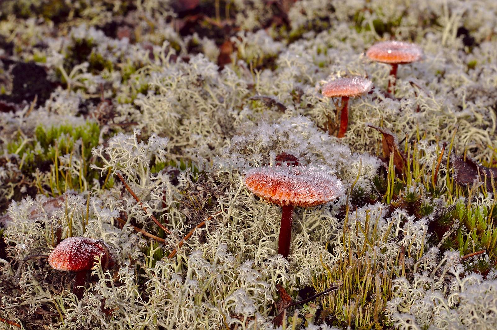 Three frozen mushrooms by Valokuva24