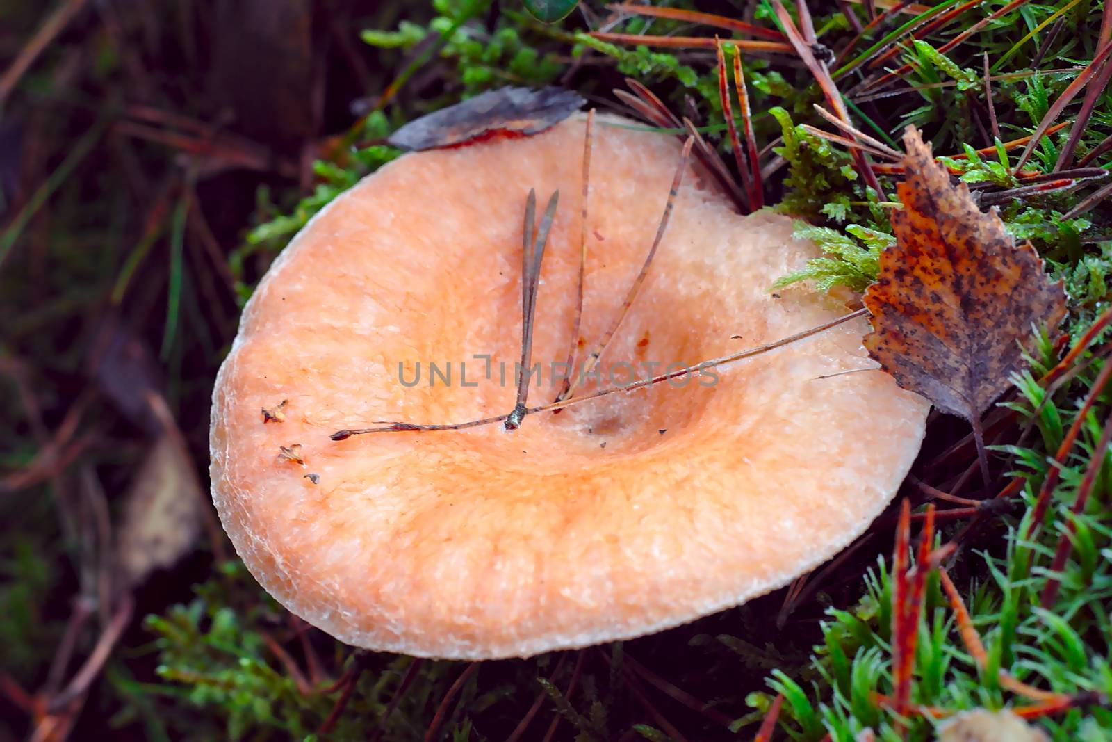 A large milkcap in the autumn forest. Mushroom season has begun and beautiful mushrooms are waiting on the woods to get picked