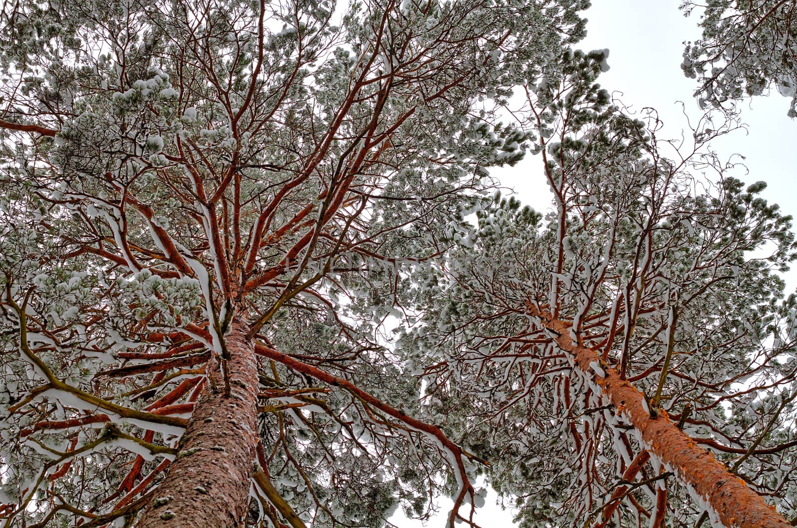 Ground to the top photo of snowy pine trees in the wintertime.