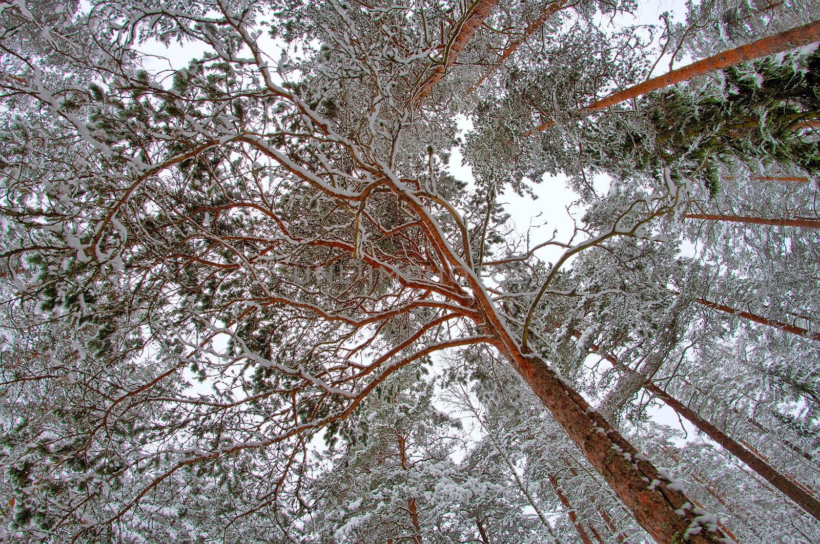 Colorful pine trees covered in snow at wintertime. Fisheye photo taken upwards from the ground.