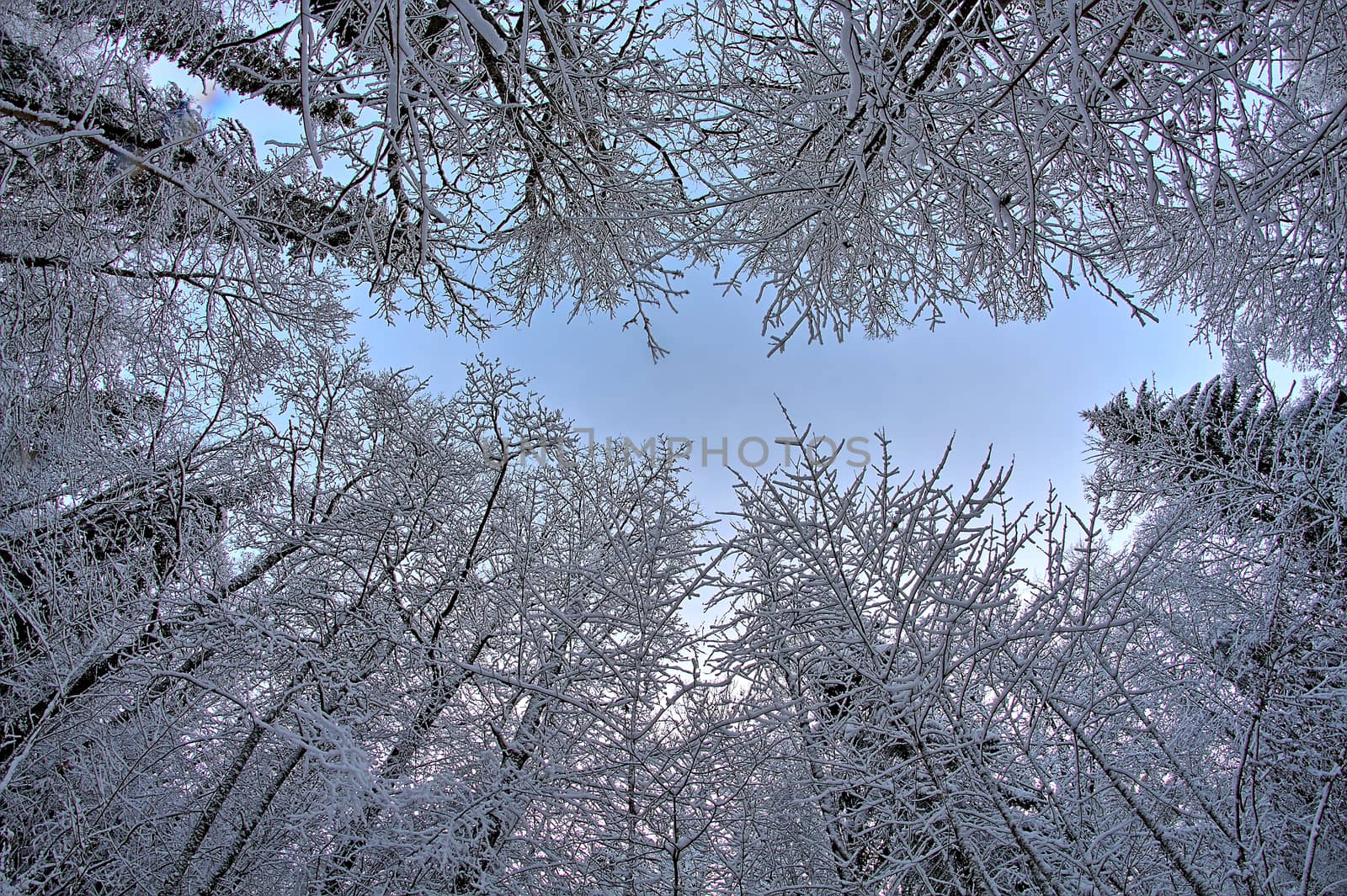 Wide vertical photo of a magical winter forest covered in snow.
