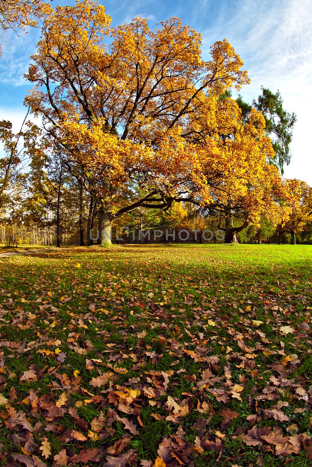 A golden oak tree in the park by Valokuva24