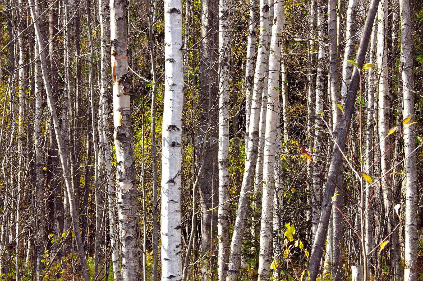 A white birch forest with some fresh green leaves in spring.