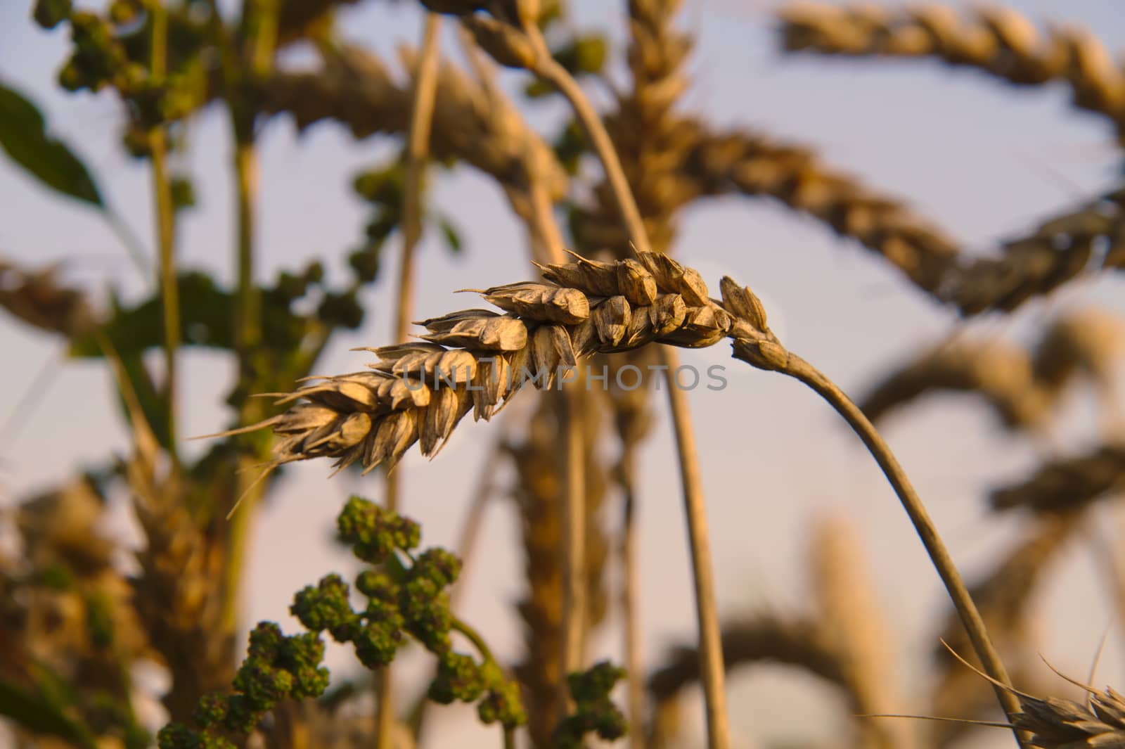 Golden crops tilting heads when getting ready to harvest.