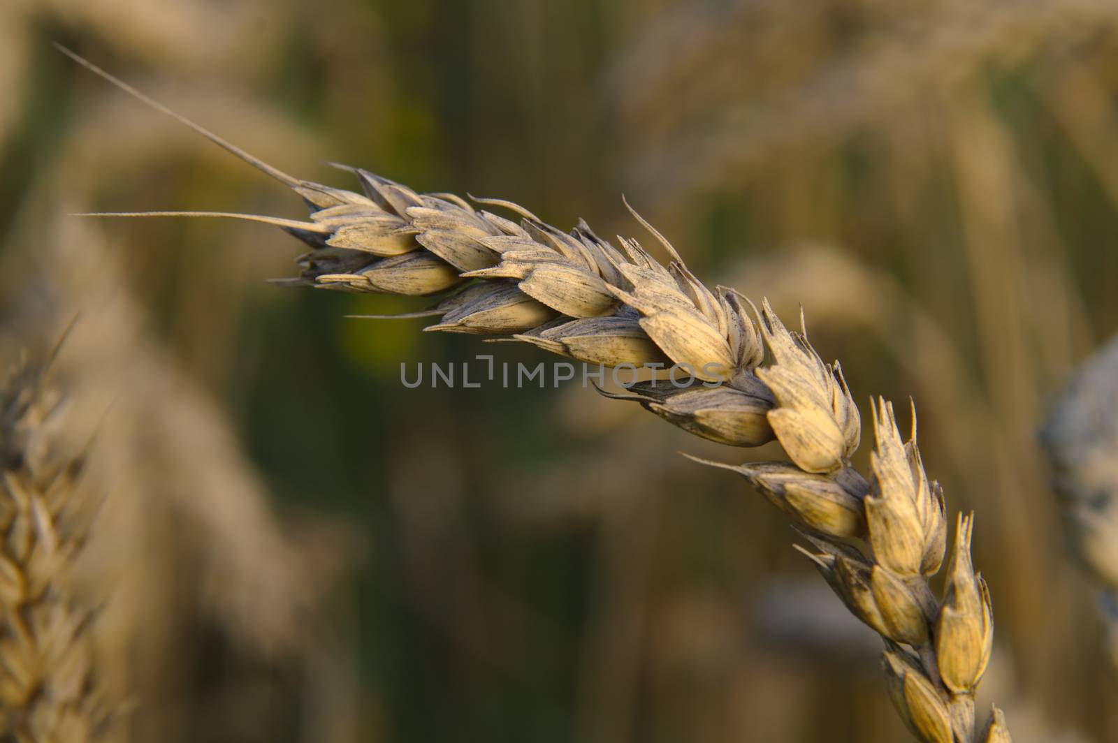 Crop is turning golden in autumn by Valokuva24