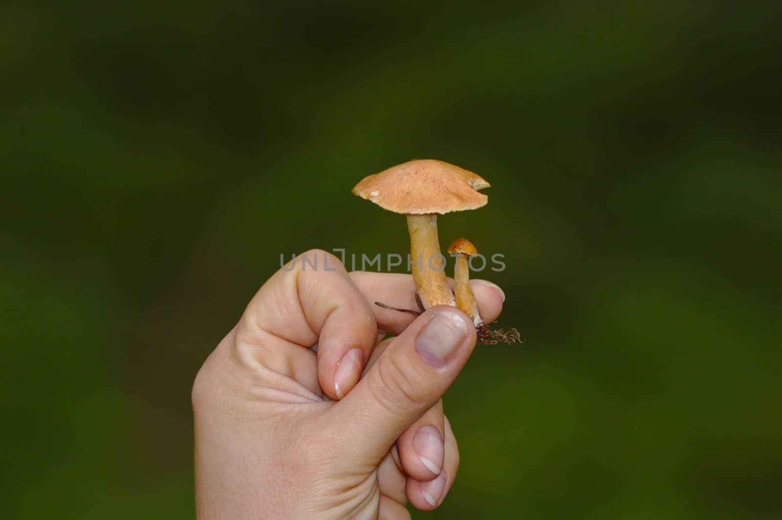 Holding two small tasty looking mushrooms in hand, trying to decide are those safe to eat or not. Hand and mushrooms isolated from dark green background.