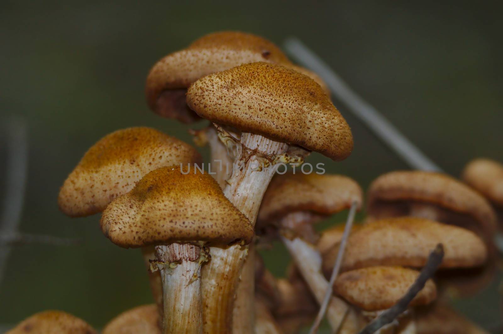 Group of delicious looking mushrooms growing in forests and urban parks. You have to be careful when picking mushrooms you don't know because some could cause serious health problems or even death.