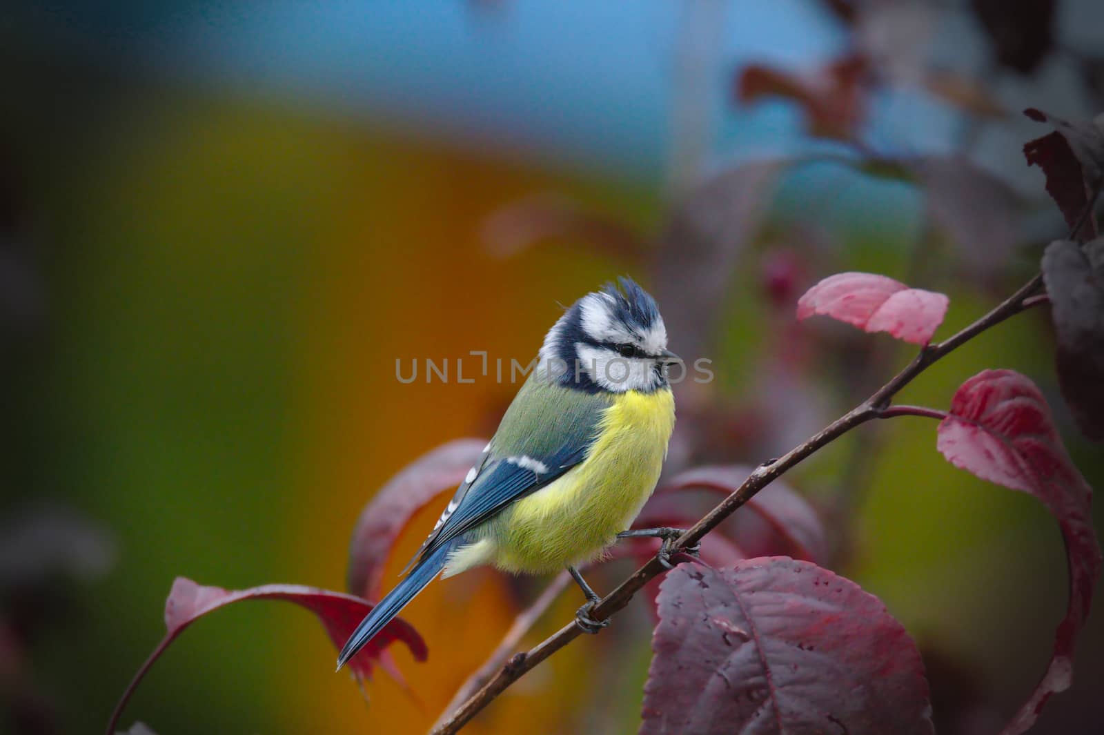Colorful autumn photo of a young Great Tit (Parus Major) sitting on a tree with red leaves. Isolated from green blurred background.