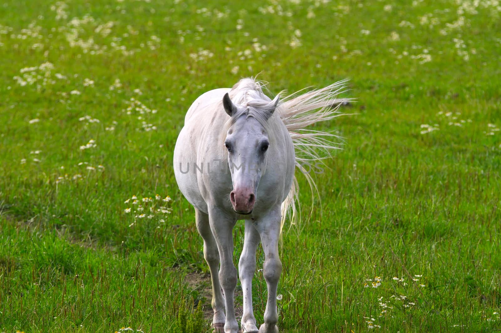 Beautiful white horse walking towards the camera on green field.