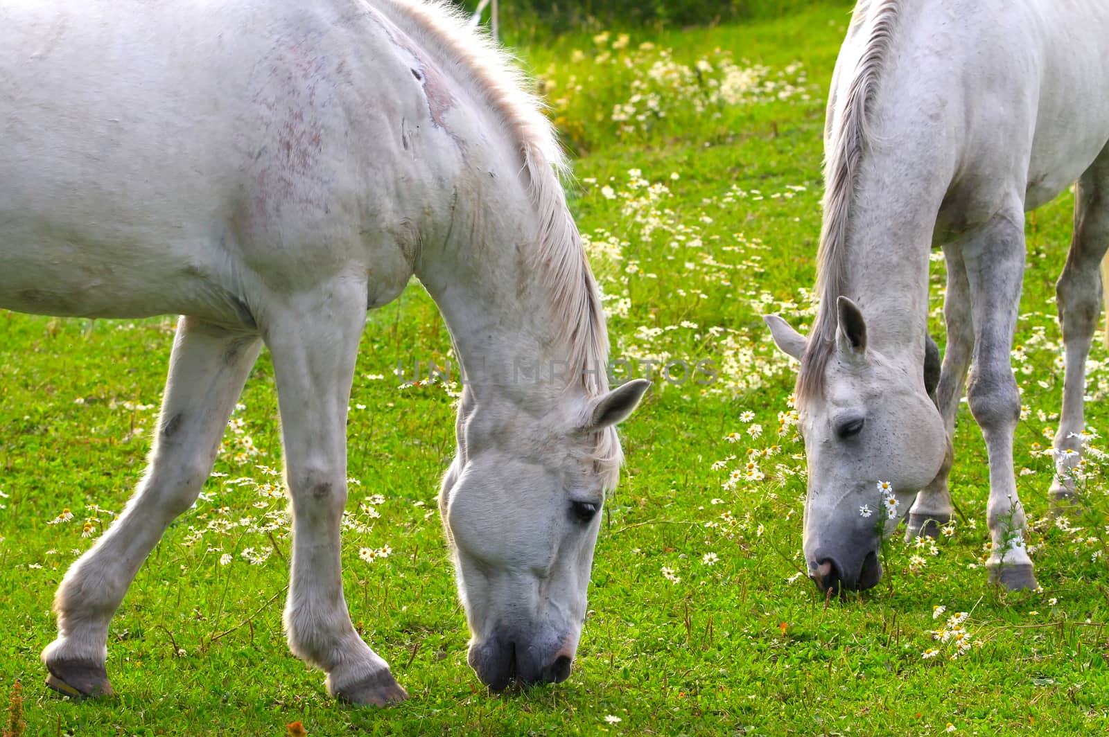 Two white horses eating fresh grass together on a beautiful green field filled with white flowers. Closeup of two horses with heads and front legs visible.