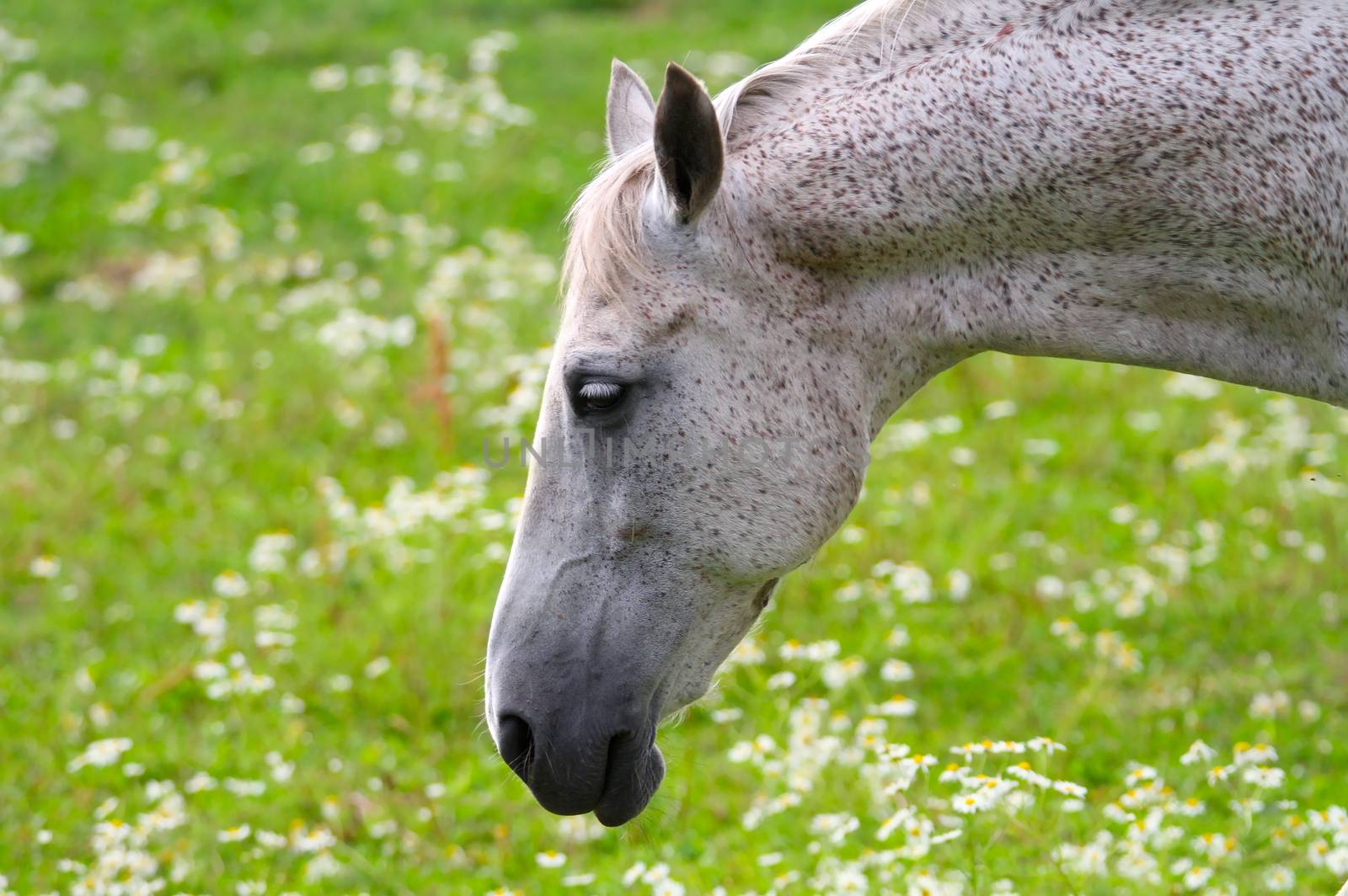 Sad look of a white horse. Close portrait from the side. Beautiful green field with flowers on the background.