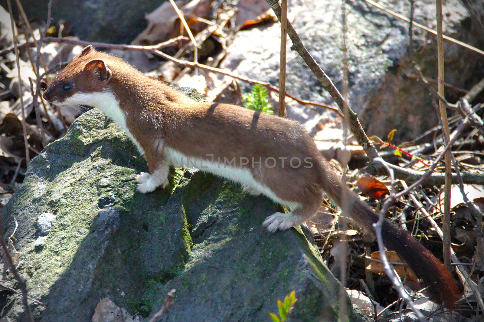 Least Weasel (Mustela Nivalis) standing on the rock in a sunshine. Brown and white furry weasel with a long tail.