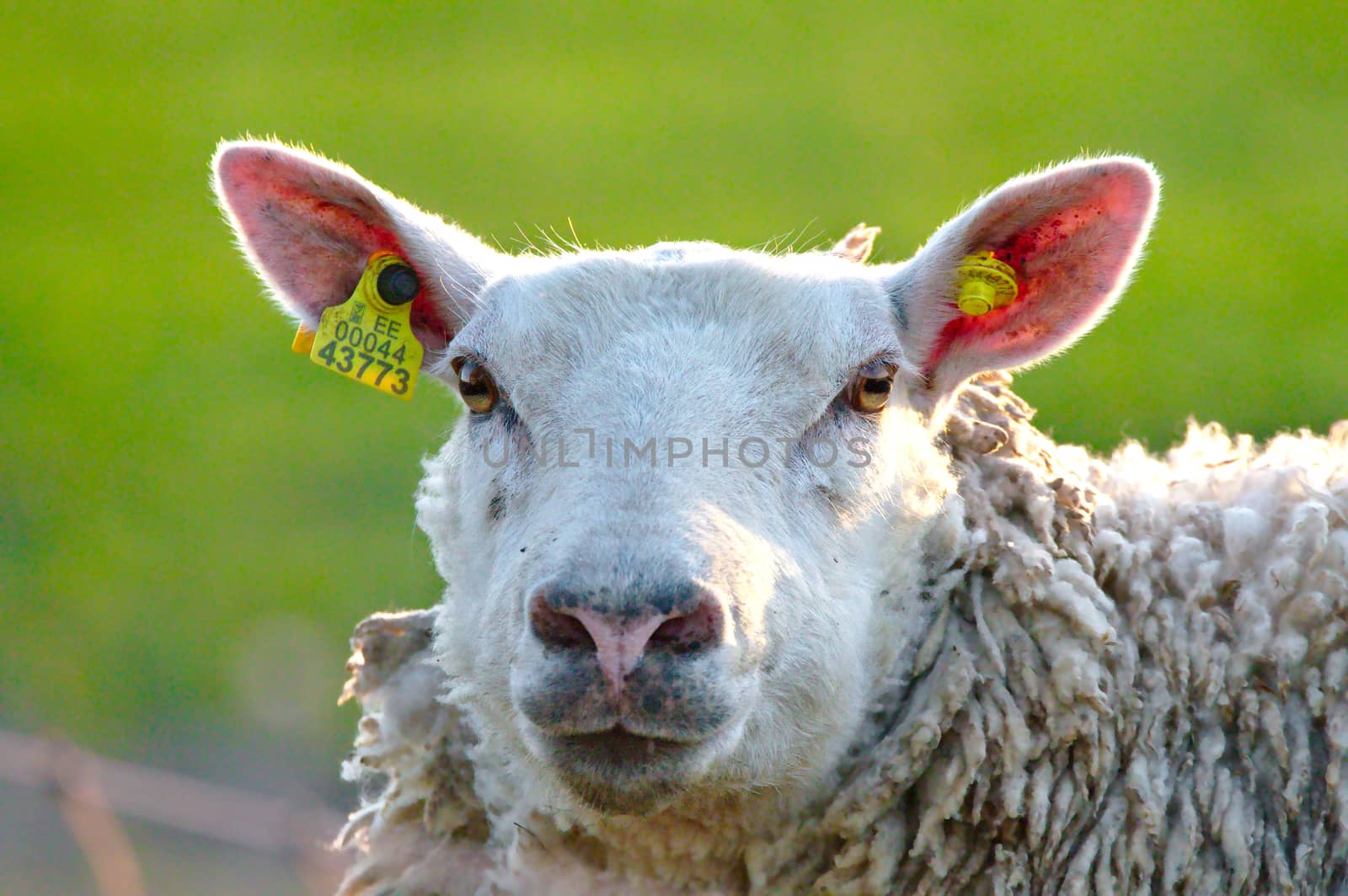 A sheep closeup portrait. Sheep with big pink ears looking straight into the camera. Green grass on blurred background.