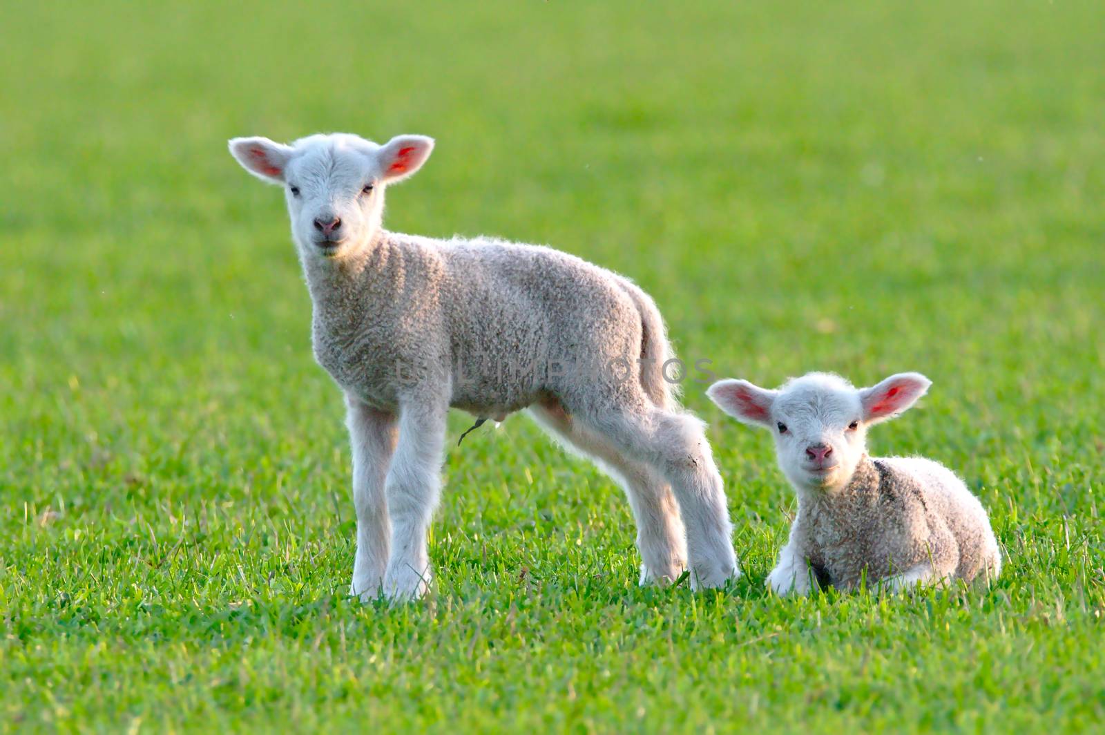 Two cute baby lambs with big pink ears on the fresh green grass smiling to the camera. One standing and other laying on the lawn