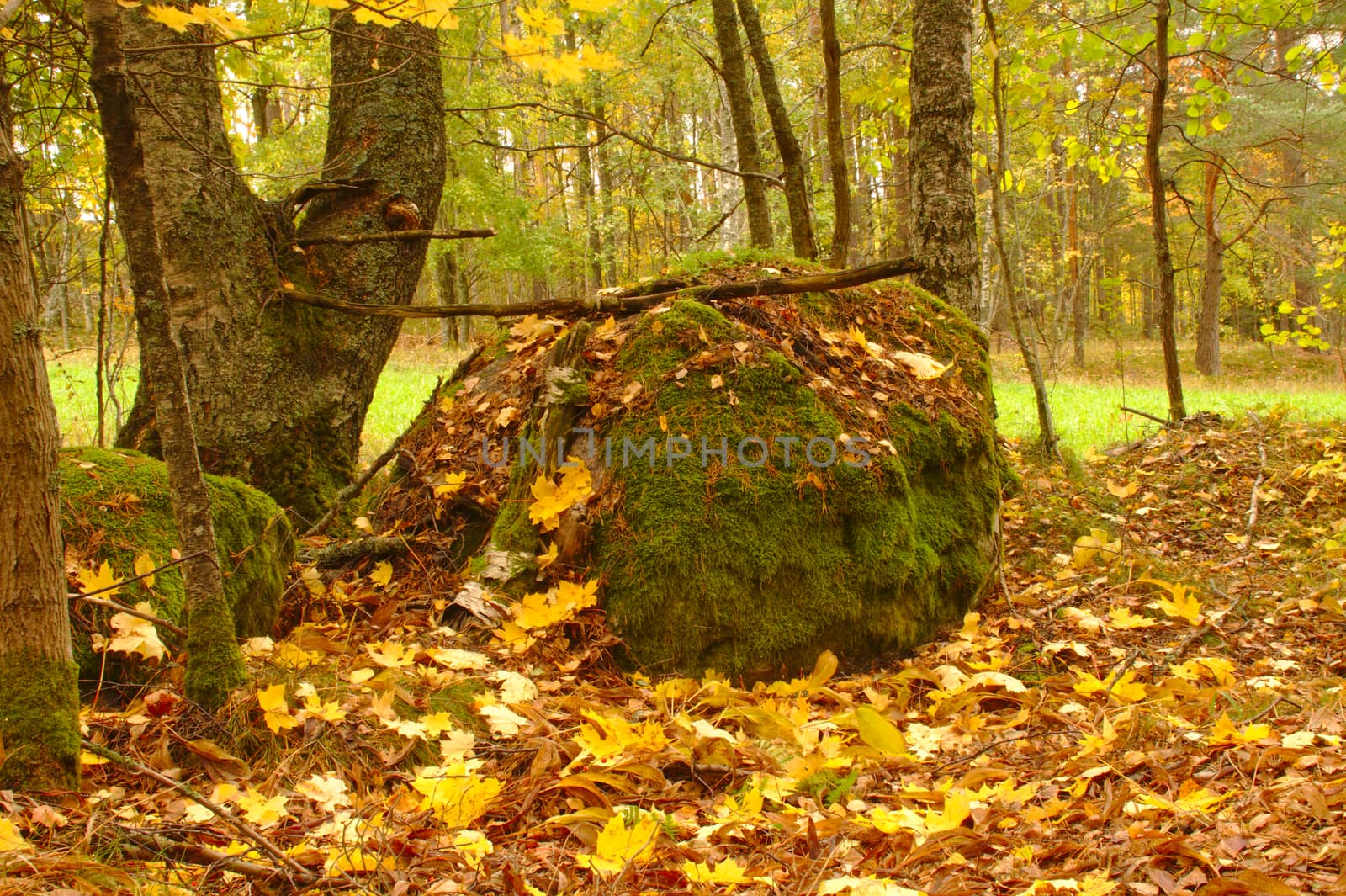 Green lichen on a rock covered with fallen leaves. Leaves on the ground in fall