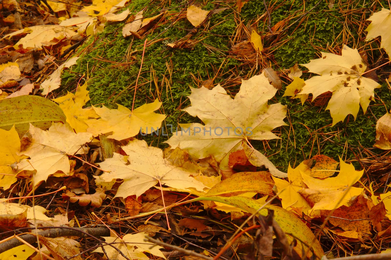 Yellow fallen maple leaves on the ground.