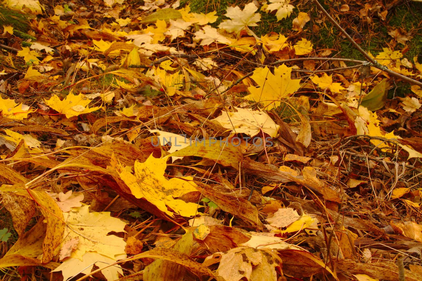 Ground covered with fallen leaves in fall.