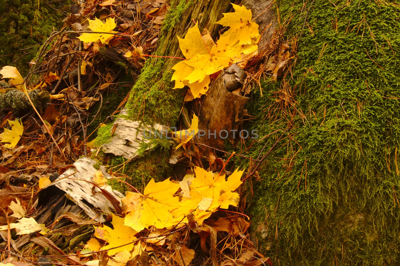 Rotten birch trunk and yellow maple leaves in the park in autumn by Valokuva24