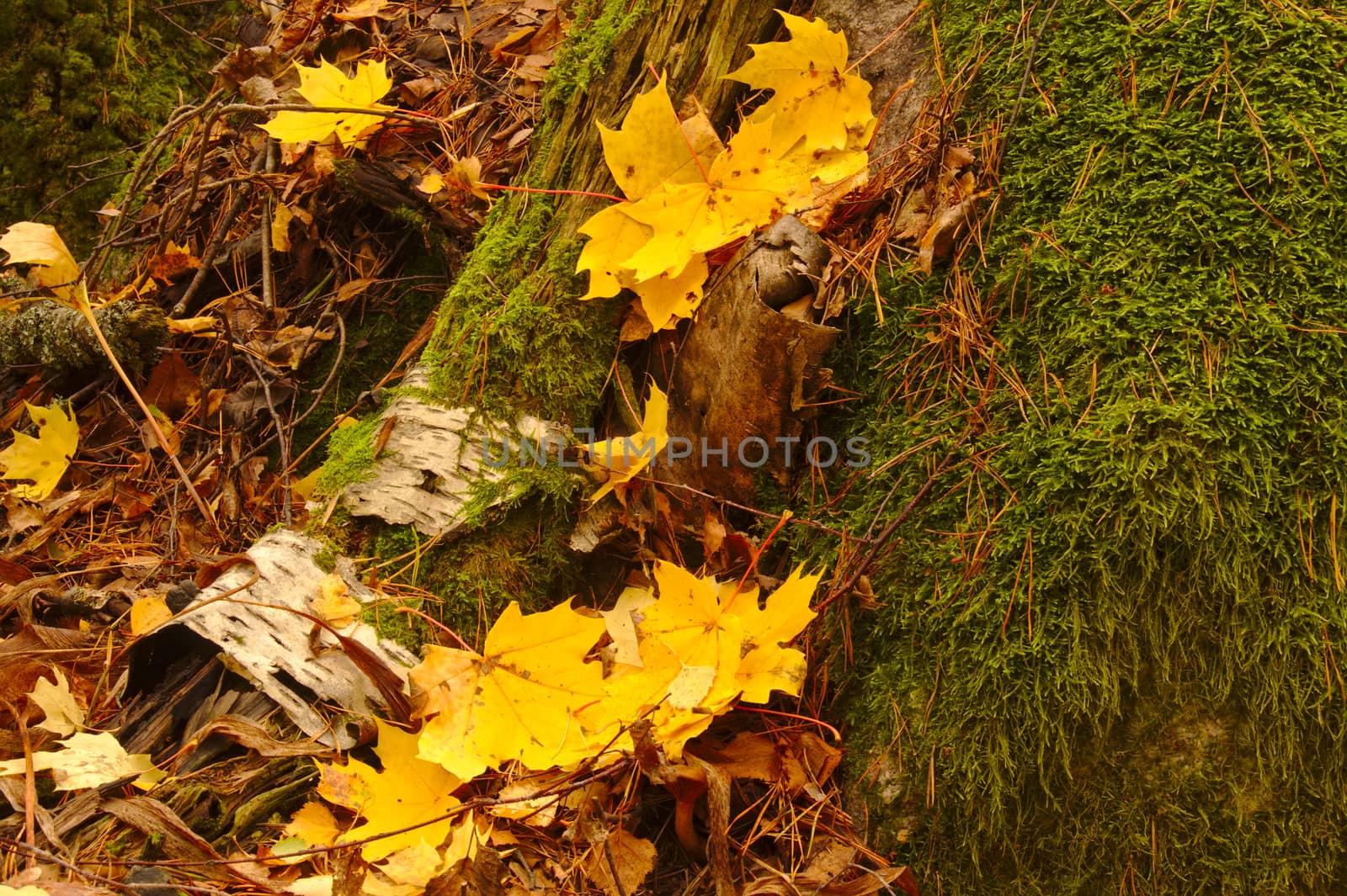 Rotten birch trunk and yellow maple leaves in the park in autumn