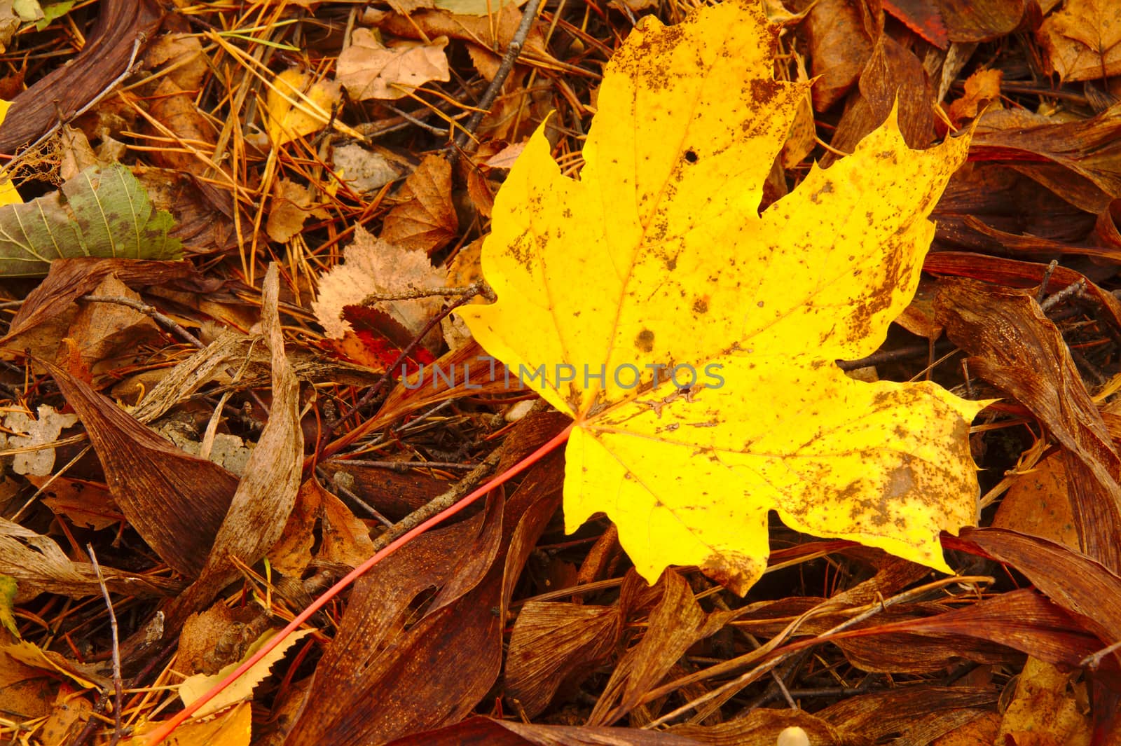 Colorful yellow and red maple leave on the ground in autumn.