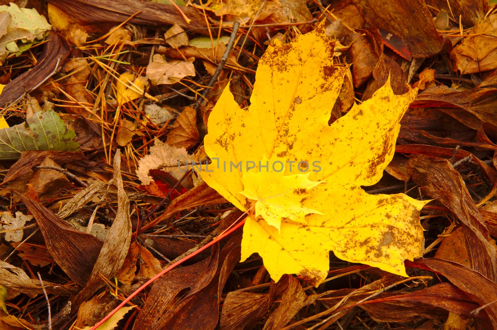 Two yellow maple leaves on the ground. Fallen from trees in autumn.