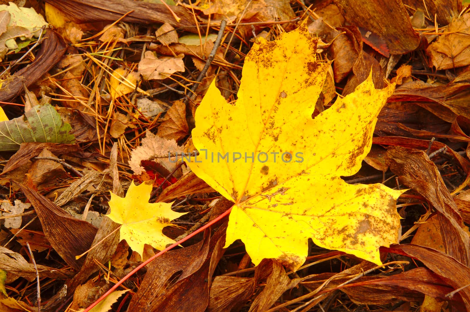 Two maple leaves laying on the ground in autumn.