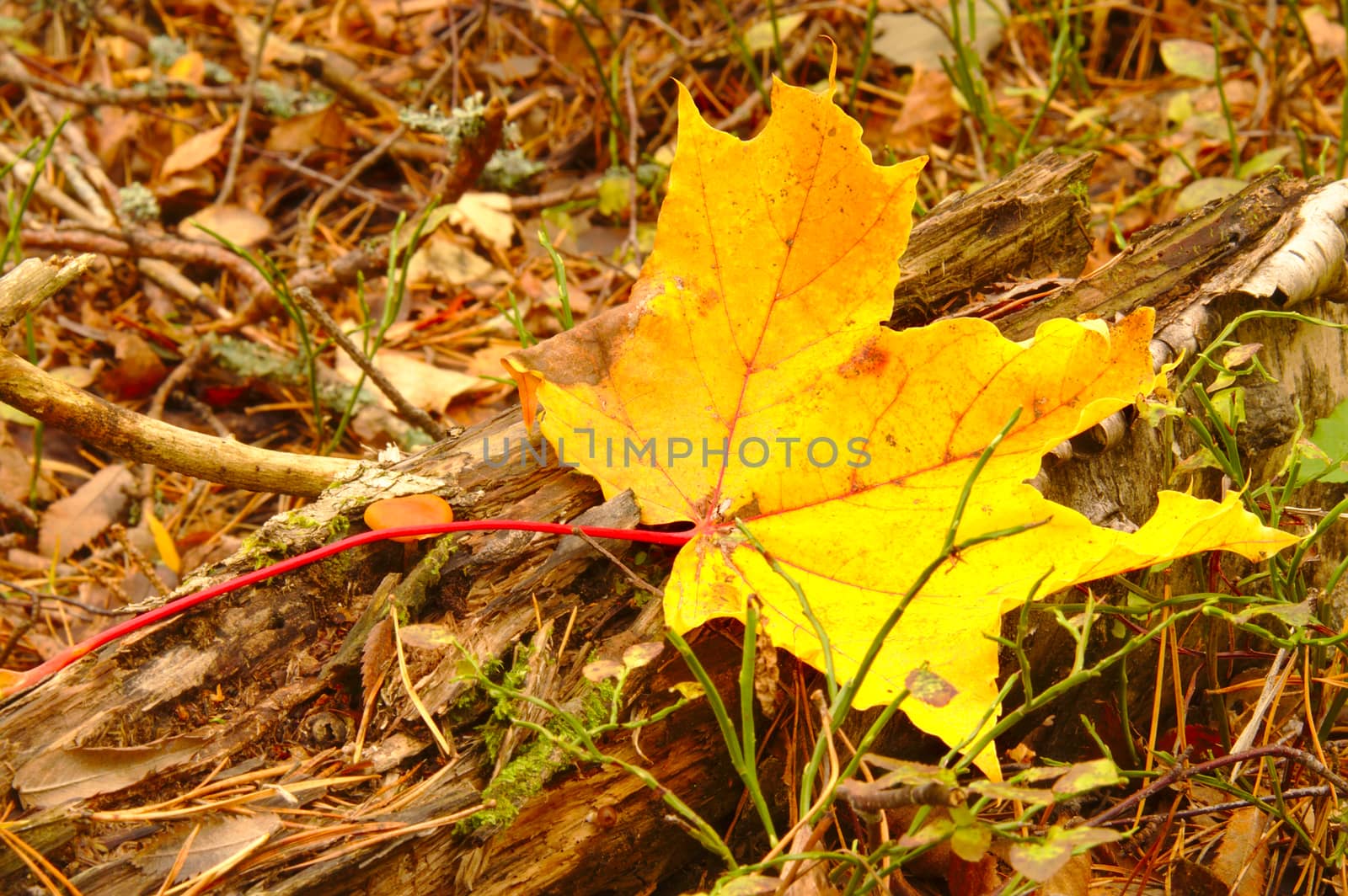 Yellow maple leave fallen to the ground in October.