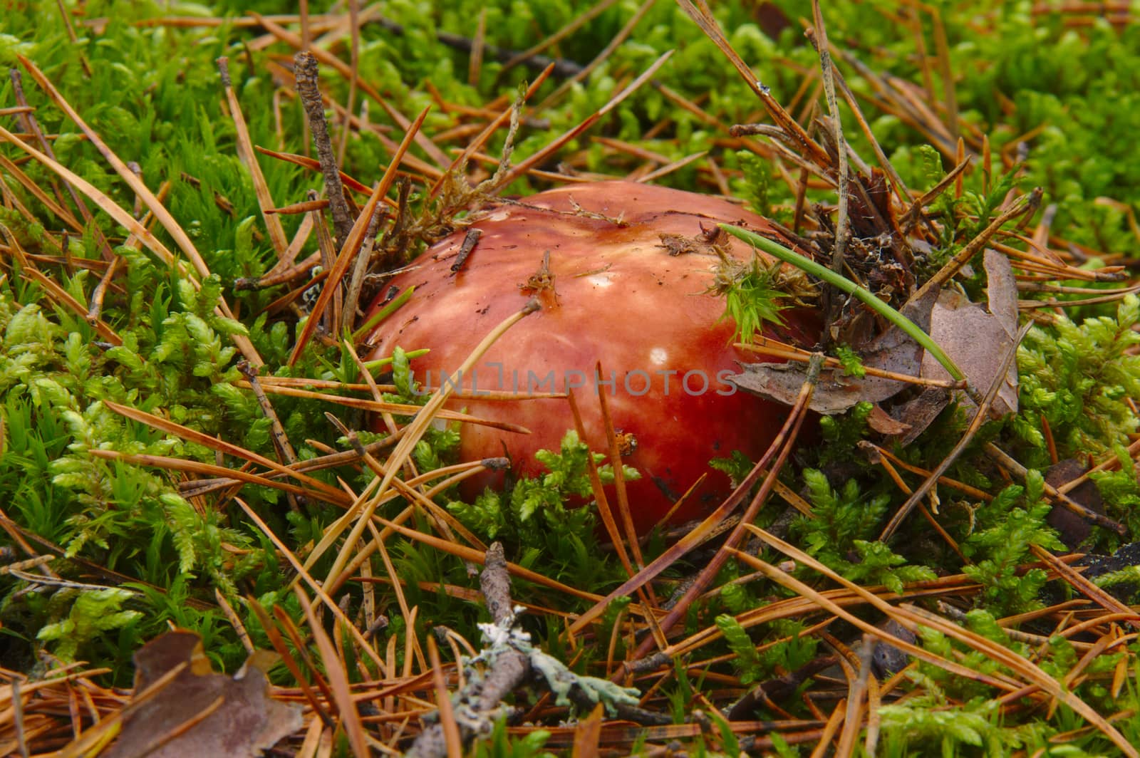 Fresh red Russula growing in green lichen in the pine forest in autumn. by Valokuva24