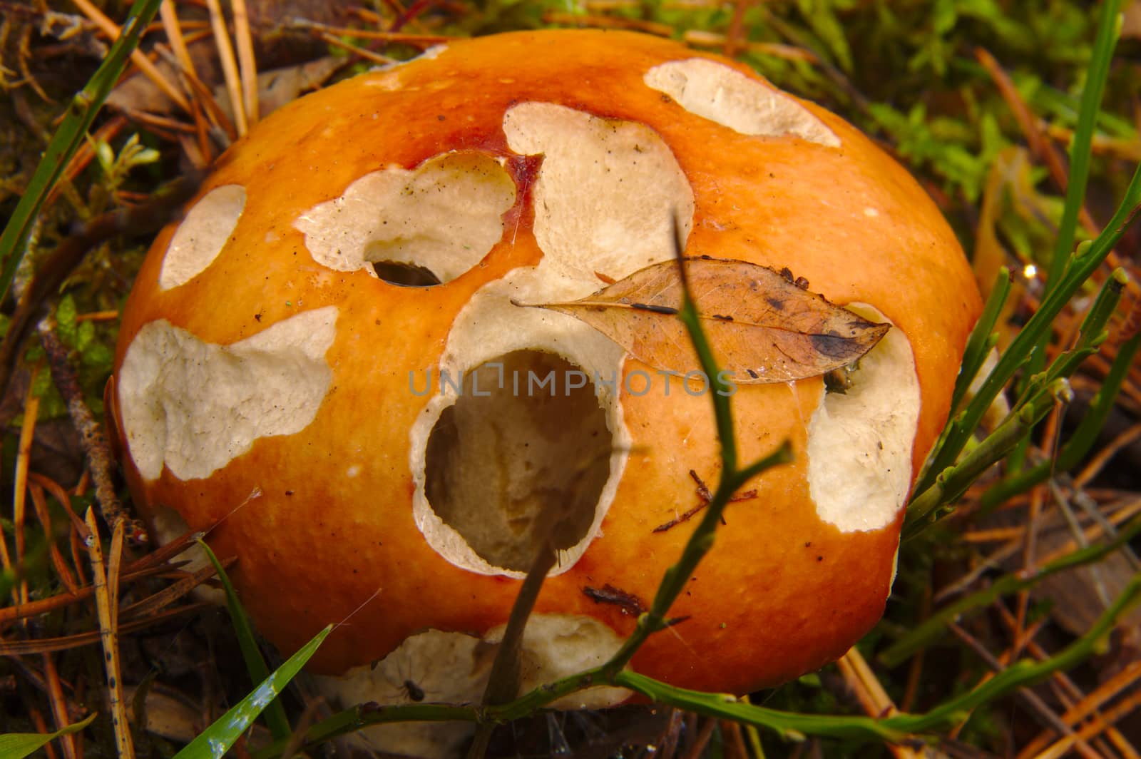 Closeup of red Russula mushroom half eaten by mushroom worms in the forest.