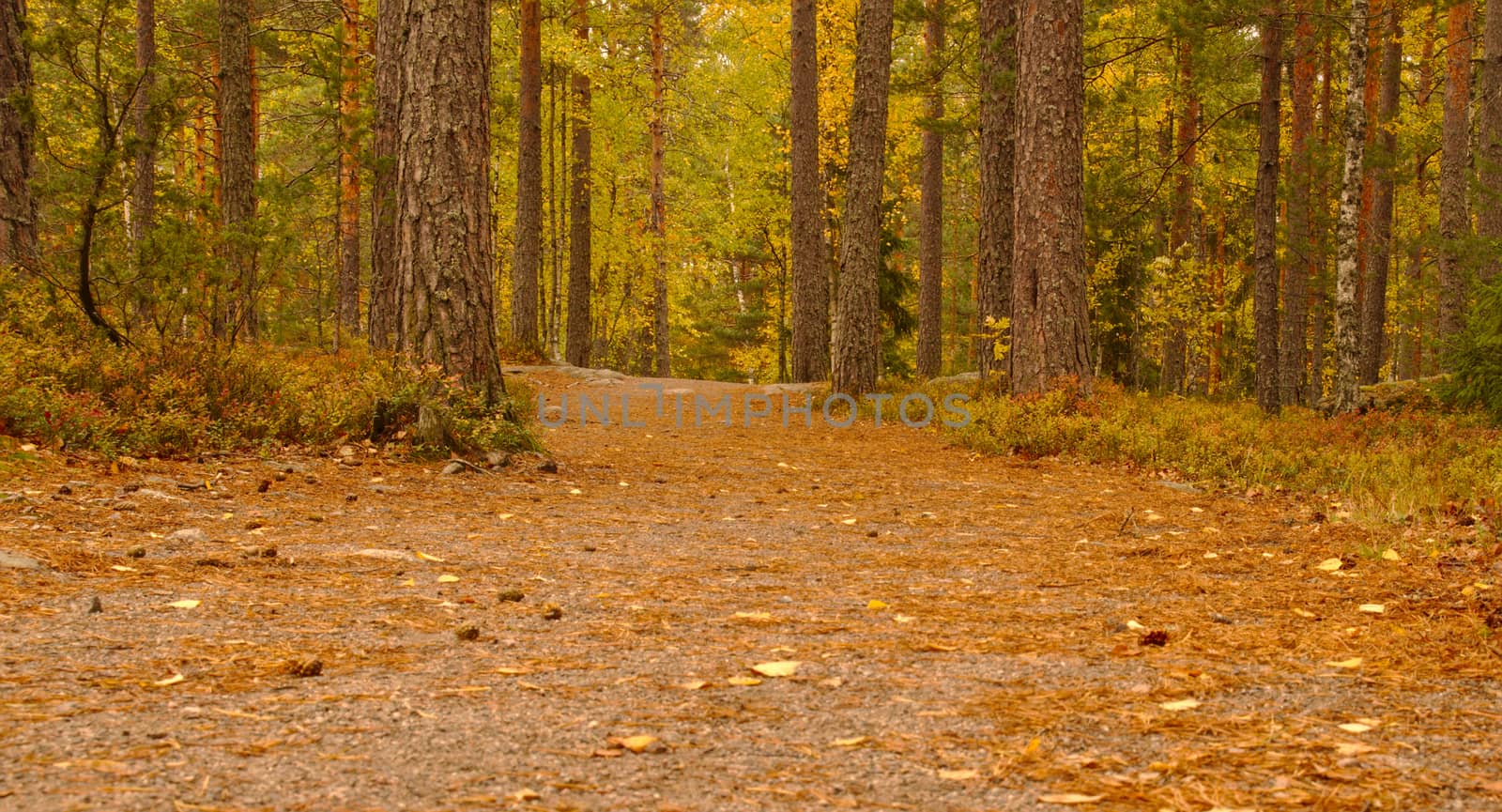 Low angle photo of a colorful pine forest in autumn