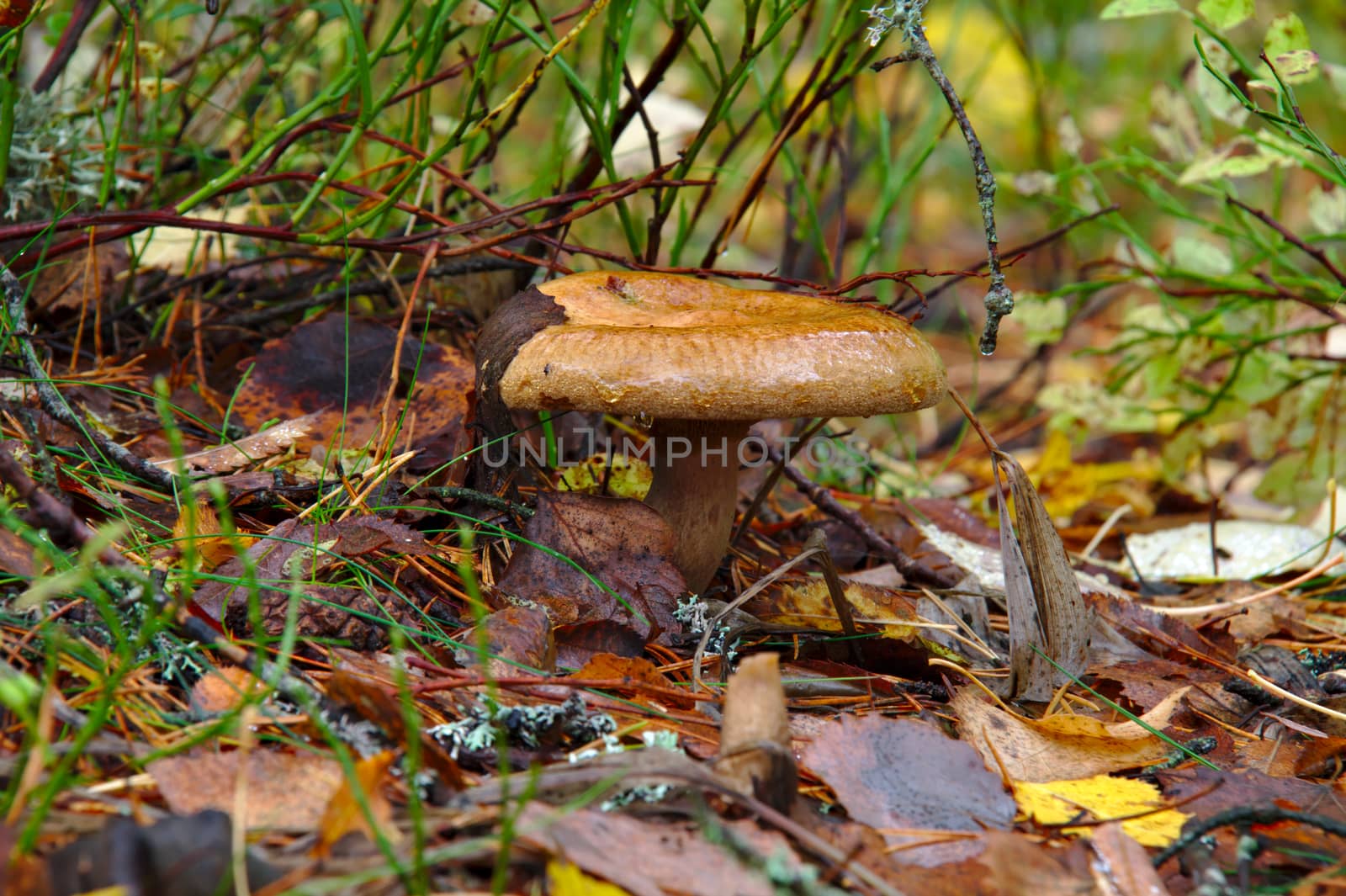 Low angle photo of a mushroom growing in the forest by Valokuva24