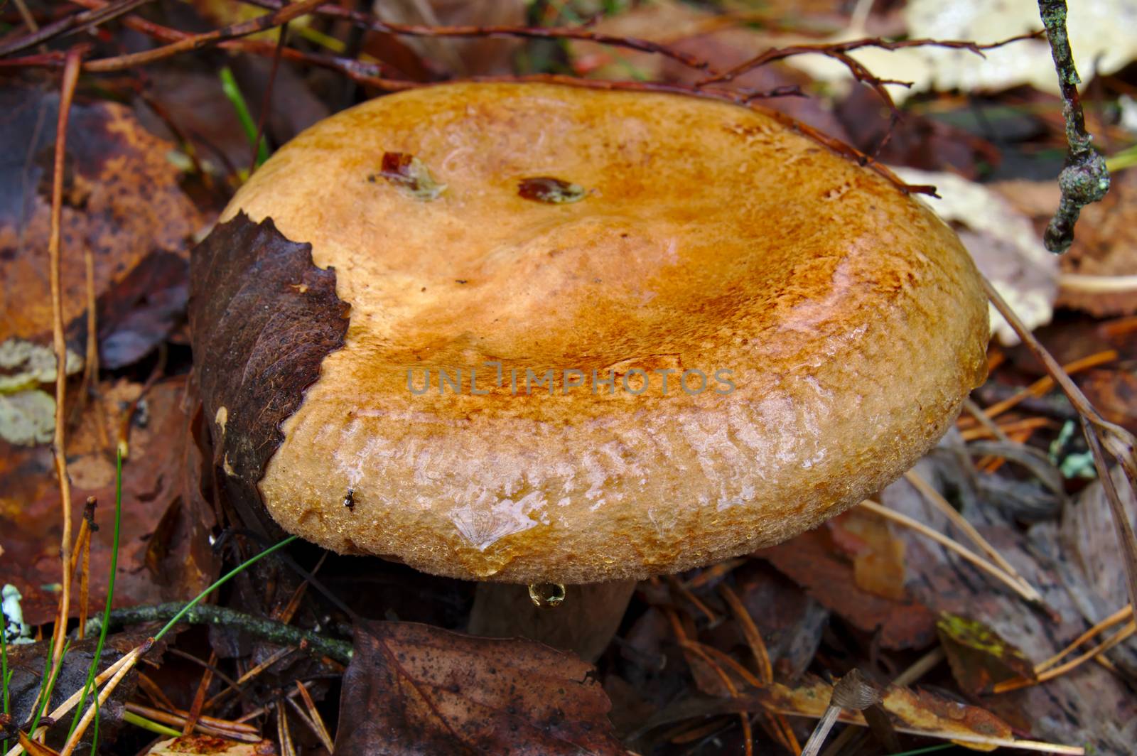 Milk cap mushrooms and brown fallen leaves in the woods