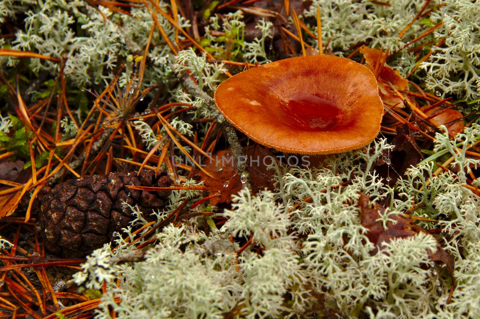 Lactarius rufus in the forest surrounded with lichens.
