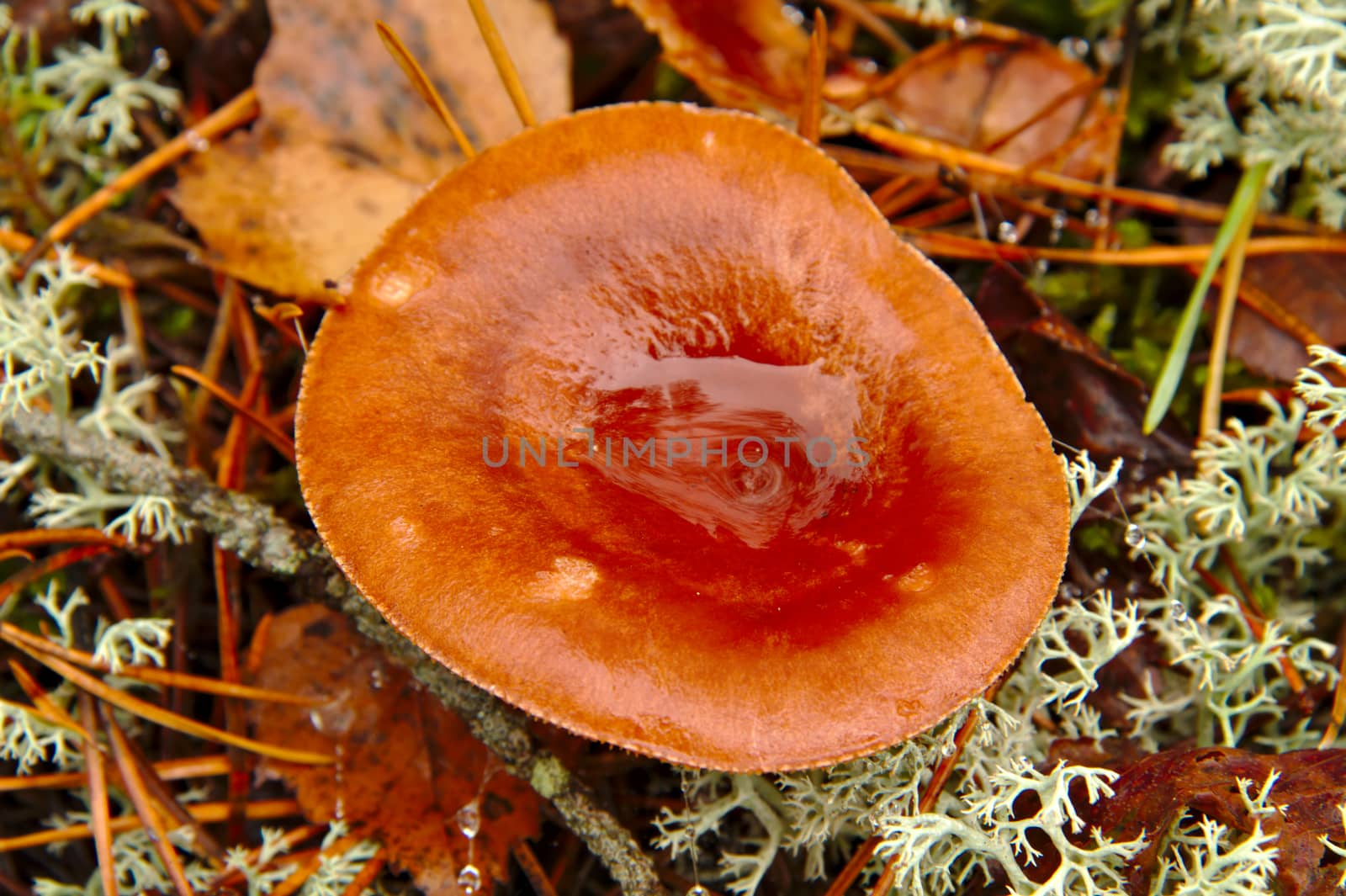 Milk cap musroom Lactarius rufus growing in pine forest in autumn. by Valokuva24
