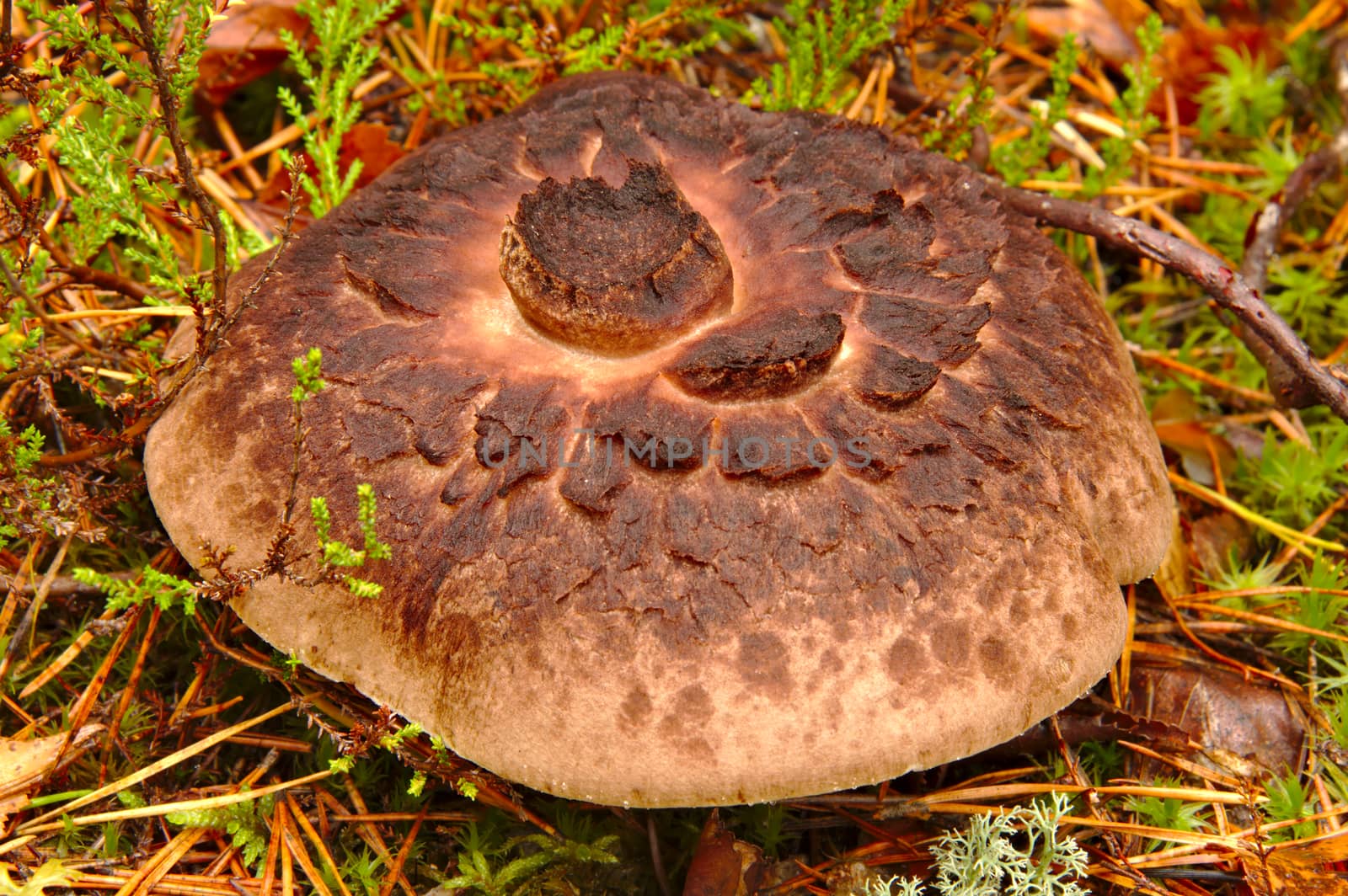 Weird look of Sarcodon imbricatus mushroom by Valokuva24