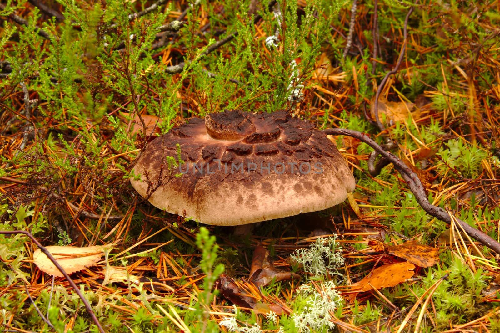 Strange looking Sarcodon imbricatus mushroom in autumn forest.