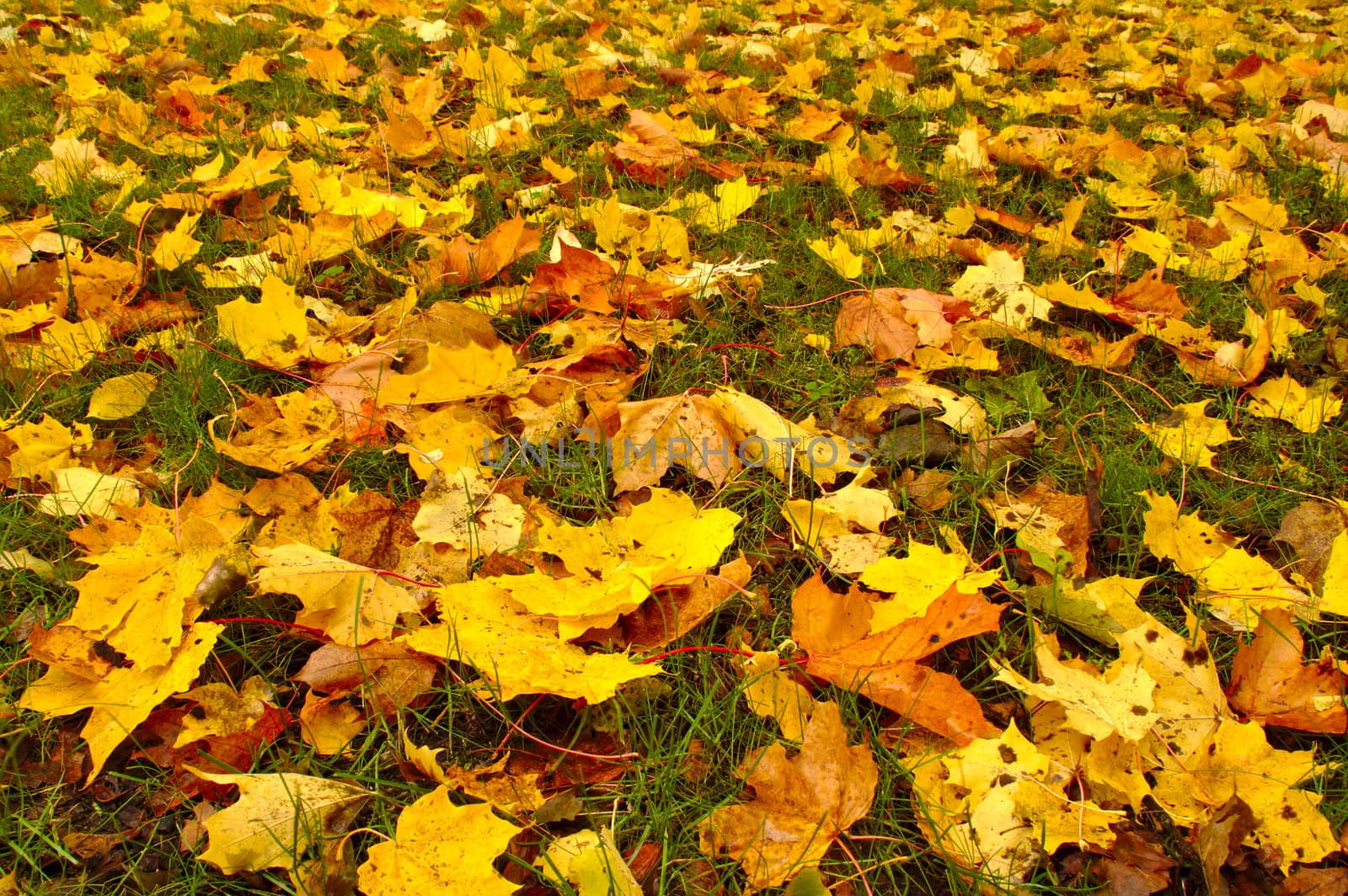 Lawn covered with colorful maple leaves in autumn