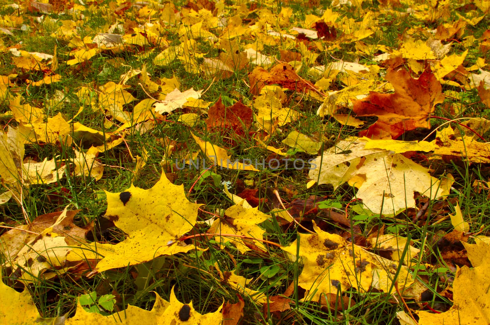 Backyard covered with golden maple leaves in october by Valokuva24