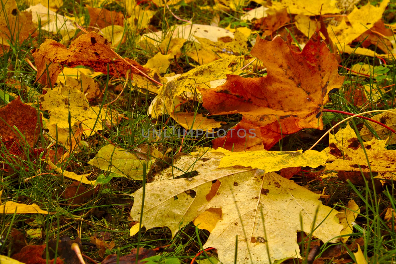 Closeup of colorful maple leaves covering the ground in autumn