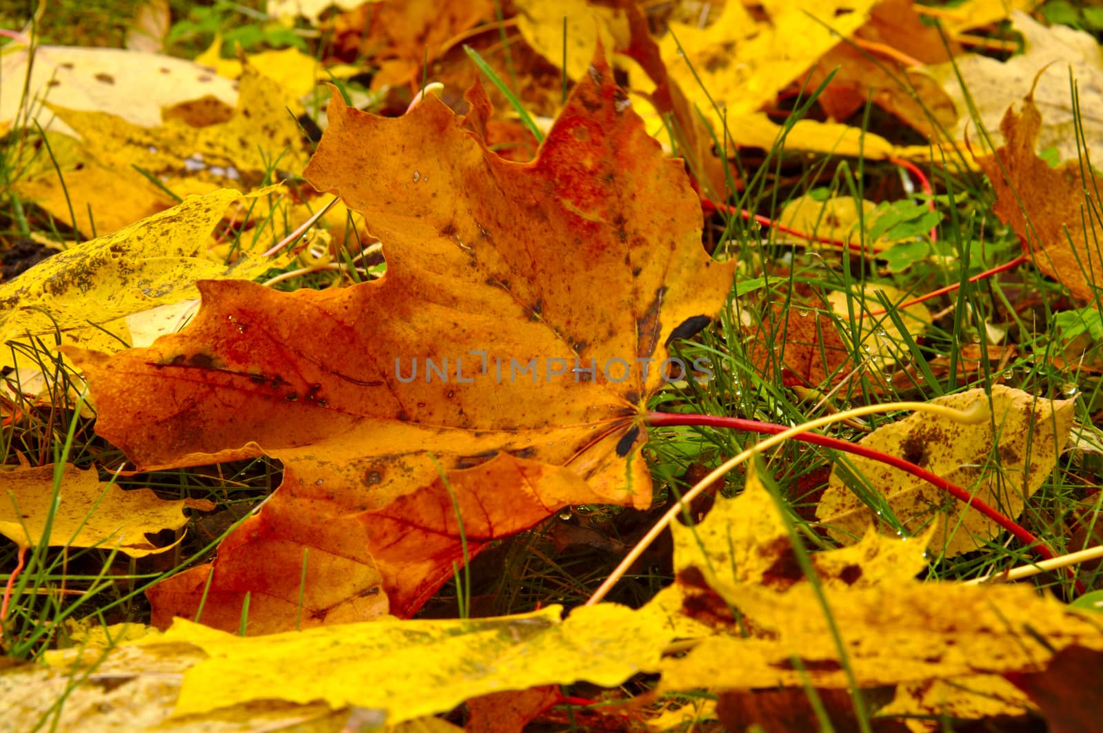 Fallen maple leave on the ground on autumn