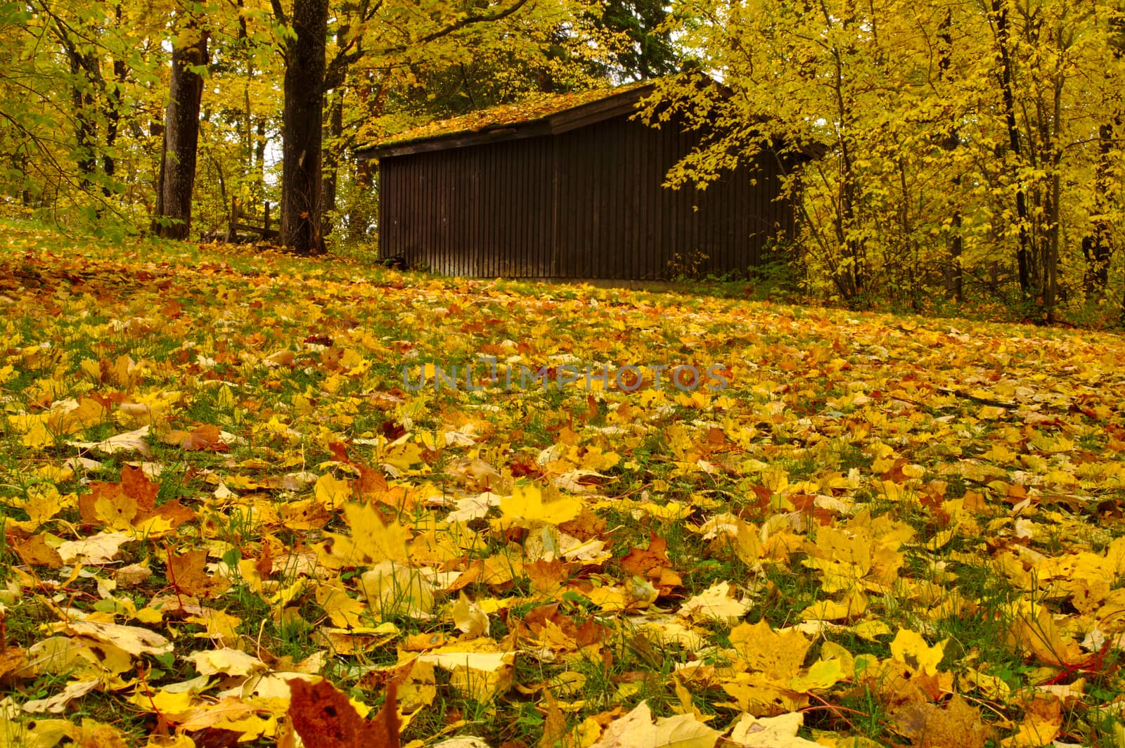 Barn on the hill in the park covered with many fallen golden maple leaves in autumn. by Valokuva24