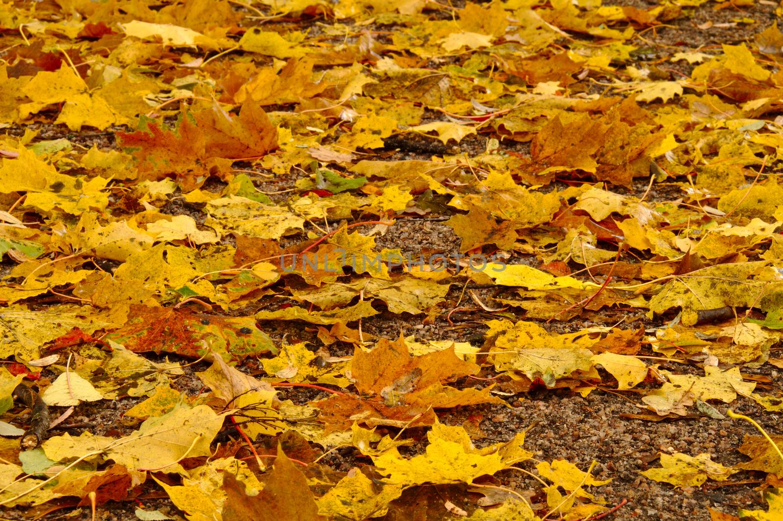 Fallen maple leaves in the park in october.