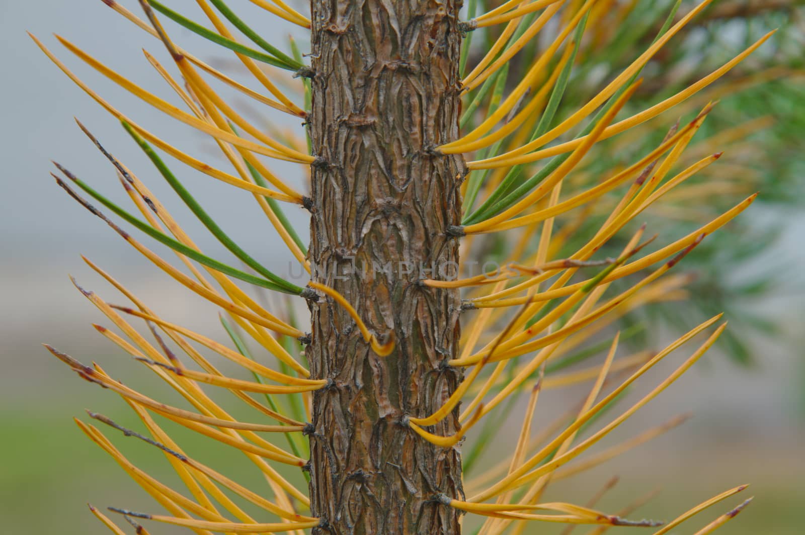 Spikes of an evergreen pine turned yellow in autumn.