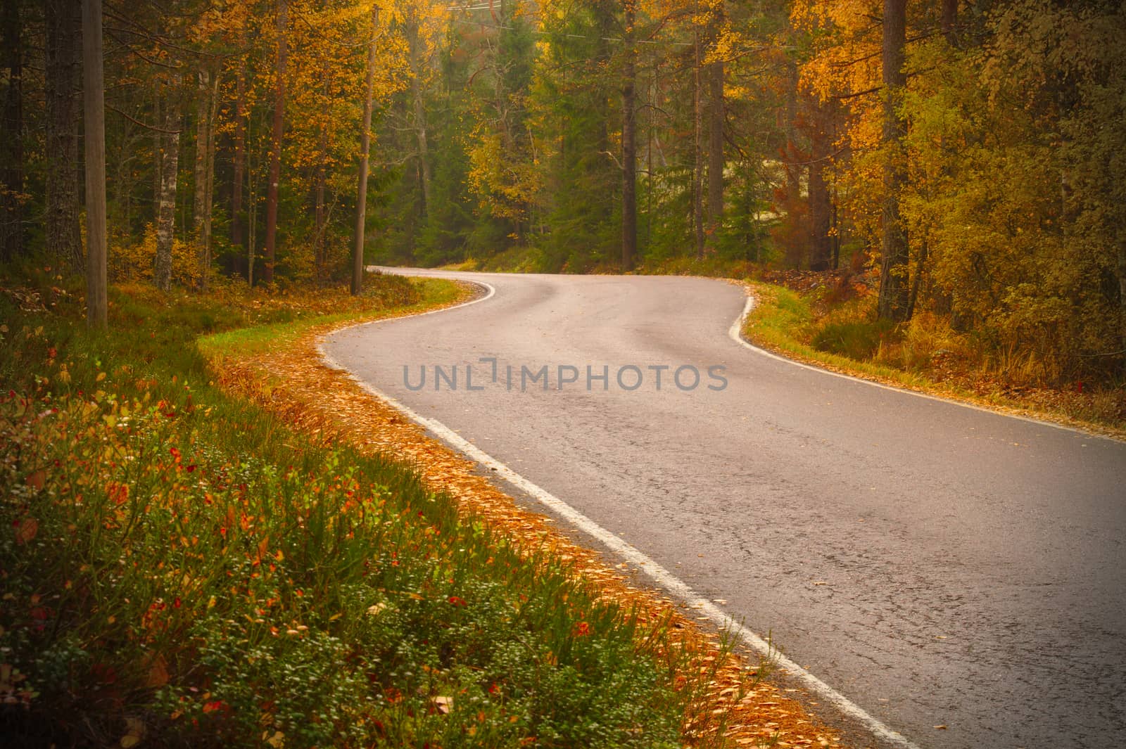 Curved road through yellow forest in the autumn