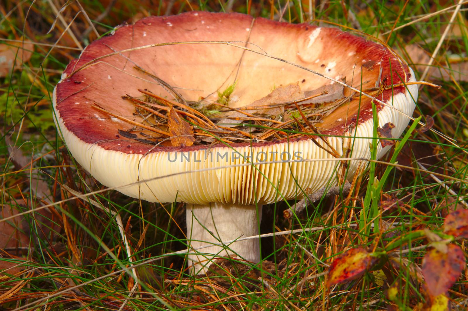 Old red russula, cap filled with fallen leaves and pine spikes in late autumn.