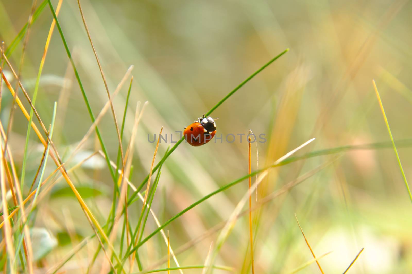Ladybird (Coccinellidae) hanging on a green grass. Blurred background.
