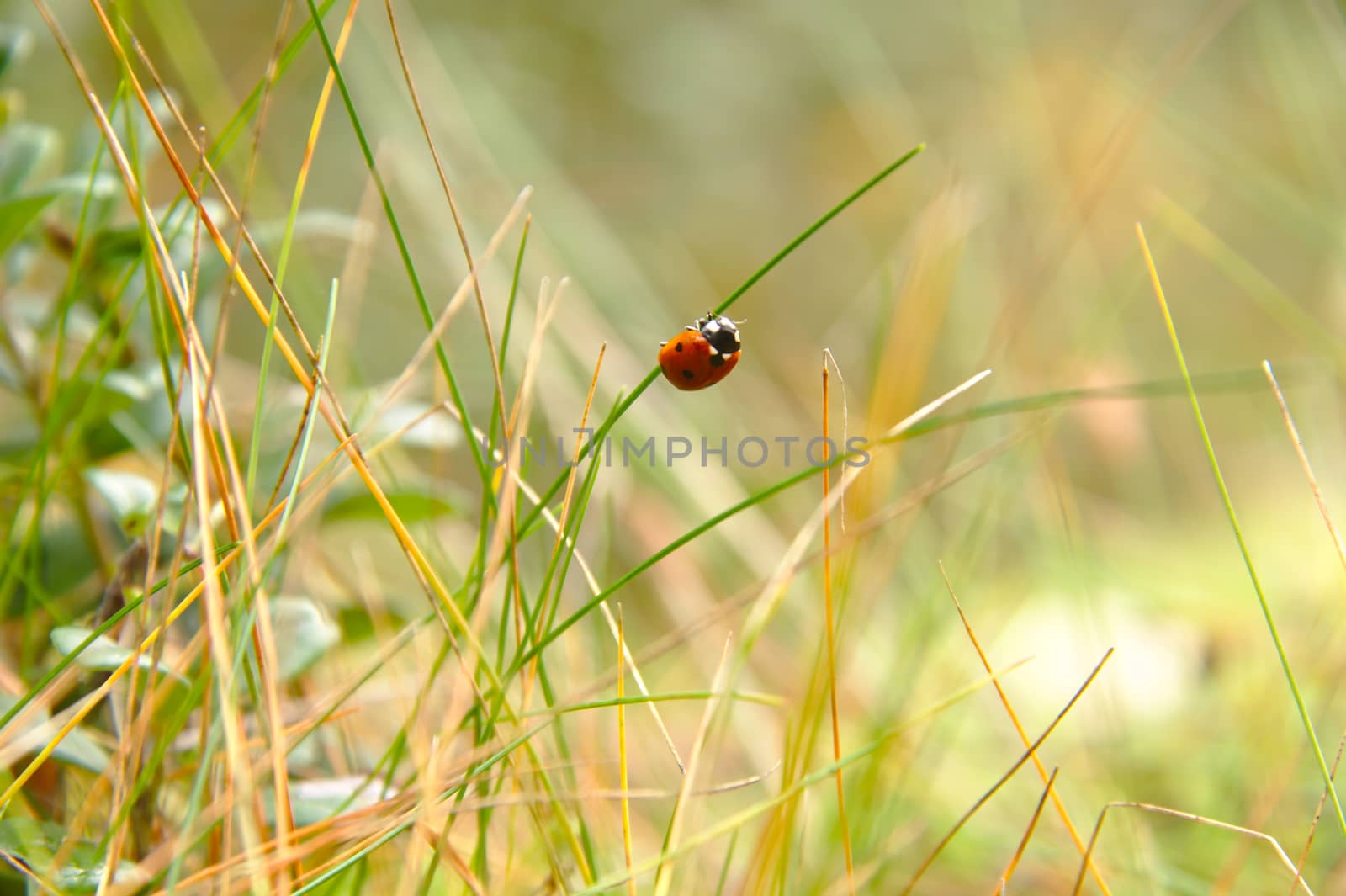 Ladybird (Coccinellidae) hanging on a green grass. Blurred background. by Valokuva24