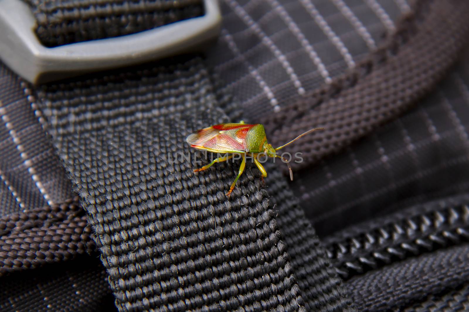 Green and red shield bug on a strap of black backbag by Valokuva24