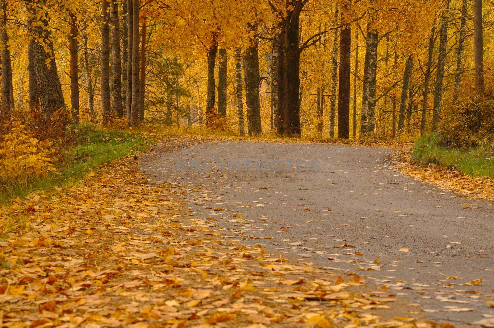 Gravel road through a golden park covered with fallen leaves in autumn.