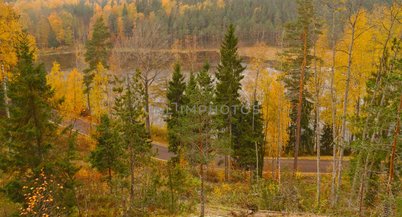 Road and a lake down in the yellow autumn forest, view from the high ground. by Valokuva24